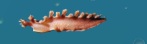 nudibranquio
