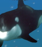 ORCA